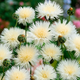 Семена Василек мускусный 'The Bride', Centaurea imperialis 5 шт/уп - изображение 3
