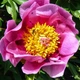 Семена Пион Бротеро, Paeonia broteroi 5 шт/уп - изображение 3