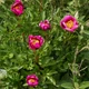 Семена Пион Бротеро, Paeonia broteroi 5 шт/уп - изображение 4