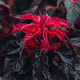 Семена Амарант трехцветный 'Molten Fire'', Amaranthus tricolor 10 шт/уп - изображение 1
