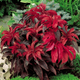 Семена Амарант трехцветный 'Molten Fire'', Amaranthus tricolor 10 шт/уп - изображение 3