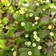 Семена Липпия сладкая, Lippia dulcis 10 шт/уп - изображение 2