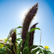 Семена Пеннисетум сизый 'Jester millet', Pennisetum glau 10 шт/уп - изображение 2