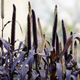 Семена Пеннисетум сизый 'Purple Majesty', Pennisetum glaucum 10 шт/уп - изображение 6