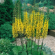 Насіння Язичник Пржевальського, Ligularia przewalskii 10 шт/уп - зображення 2