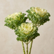 Насіння Декоративна капуста 'Crane Feather F1 Snow', Brassica oleracea 5 шт/уп - зображення 2