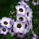 Насіння Гілія триколірна 'Birds Eyes', Gilia tricolor 20 шт/уп - зображення 1