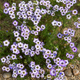 Насіння Гілія триколірна 'Birds Eyes', Gilia tricolor 20 шт/уп - зображення 2