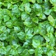 Насіння Пеперомія прозора, Peperomia pellucida 10 шт/уп - зображення 4