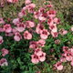 Семена Диасция Барберы 'Pink Queen', Diascia barberae 20 шт/уп - изображение 4