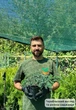 Саженцы Можжевельника чешуйчатого Блю Карпет (Juniperus squamata Blue Carpet) Р9 - изображение 7