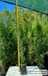 Саженцы Можжевельника скального Скайрокет (Juniperus scopulorum Skyrocket) Р9 - изображение 4