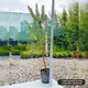 Саженцы Сосны обыкновенной (Pinus sylvestris) Р9 - изображение 4