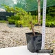 Саженцы Можжевельника китайского Блю Альпс (Juniperus chinensis Blue Alps) Р9 - изображение 8