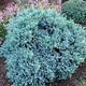 Саженцы Можжевельника чешуйчатого Блю Стар (Juniperus squamata Blue Star) Р9 - изображение 1
