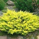 Саженцы Можжевельника среднего Олд Голд (Juniperus x pfitzeriana Old Gold) Р9 - изображение 1