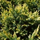 Саженцы Можжевельника чешуйчатого Холгер&nbsp;(Juniperus squamata Holger) Р9 - изображение 3
