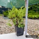 Саженцы Можжевельника чешуйчатого Холгер&nbsp;(Juniperus squamata Holger) Р9 - изображение 4