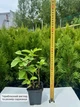 Саженцы Лимонника Китайского (Schisandra chinensis) Р9 - изображение 4