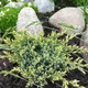 Саженцы Можжевельника чешуйчатого Холгер&nbsp;(Juniperus squamata Holger) Р9 - изображение 6