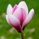 Саженцы Магнолии Пинки (Magnolia Pinkie) Р9 - изображение 2
