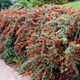 Саженцы Кизильника Корал Бьюти (Coral Beauty) Р9 - изображение 4