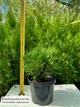 Саженцы Туи западной Даника&nbsp;(Thuja occidentalis Danica) 3-х летняя С1.5 - изображение 3
