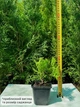 Саженцы Туи западной Даника Ауреа (Thuja occidentalis Danica Aurea) Р9 - изображение 3