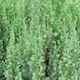Саджанці Ялівцю китайського Стрікта (Juniperus chinensis Stricta) Р9 - зображення 2