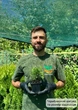 Саженцы Туи западной Даника Ауреа (Thuja occidentalis Danica Aurea) Р9 - изображение 6