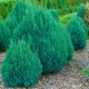 Саджанці Ялівцю китайського Стрікта (Juniperus chinensis Stricta) Р9 - зображення 6