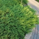 Саженцы Можжевельника горизонтального Андорра Компакт (Juniperus horizontalis Andorra Compact) Р9 - изображение 2