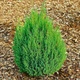 Саджанці Ялівцю китайського Стрікта (Juniperus chinensis Stricta) Р9 - зображення 7