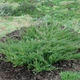 Саженцы Можжевельника горизонтального Андорра Компакт (Juniperus horizontalis Andorra Compact) Р9 - изображение 3
