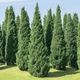Саженцы Можжевельника скального Мунглоу (Juniperus scopulorum Moonglow) Р9 - изображение 4