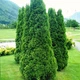 Саджанці Туї західної Колумна (Thuja occidentalis Columna) Р9 - зображення 1