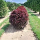 Саджанці Пухироплідника калинолистного Ред Барон (Physocarpus opulifolius Red Baron) Р9 - зображення 2