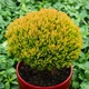 Саженцы Туи западной Анниек (Thuja occidentalis Anniek) Р9 - изображение 1