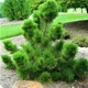 Саженцы Сосны Тунберга (японская черная) (Pinus Thunbergii) Р9 - изображение 1