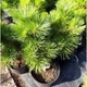 Саженцы Сосны Тунберга (японская черная) (Pinus Thunbergii) Р9 - изображение 2