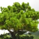 Саженцы Сосны Палласа (Крымская) (Pinus pallasiana) Р9 - изображение 1