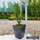 Саженцы Тиса среднего Хикси (Taxus media Hicksii) Р9 - изображение 1