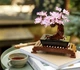 Конструктор дерево Бонсай Bonsai - изображение 5