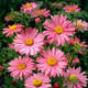 Семена Танацетум ярко-красный 'Robinson Rosa', Tanacetum coccineum 10 шт/уп - изображение 1