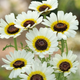 Насіння Хризантема однорічна 'Eastern Star', Chrysanthemum segetum 10 шт/уп - зображення 2