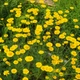 Семена Пупавка красильная, Anthemis tinctoria 10 шт/уп - изображение 2