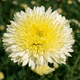 Насіння Айстра китайська 'Princess Yellow' , Aster chinensis 20 шт/уп - зображення 2