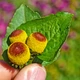 Семена Спилантес огородный, Acmella oleracea 10 шт/уп - изображение 4