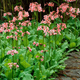 Семена Примула японская 'Appleblossom', Primula japonica 10 шт/уп - изображение 1