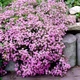 Семена Сапонария Базиликолистная, Saponaria ocymoides 10 шт/уп - изображение 1